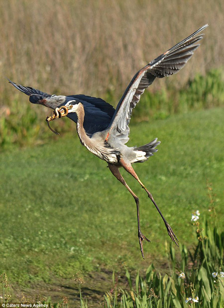 Phải[-]mất[-]tới[-]15[-]phút[-]con[-]rắn[-]mới[-]chịu[-]bỏ[-]cuộc[-]và[-]bị[-]con[-]diệc[-]hạ[-]gục